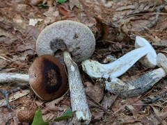 Leccinum snellii