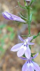 Lobelia