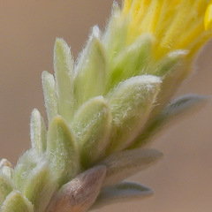 Lasiosiphon polyanthus