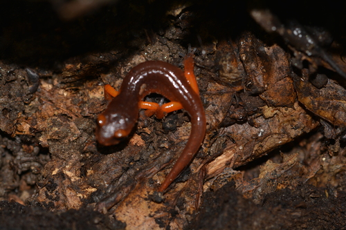 iNaturalist observation photo of Ensatina