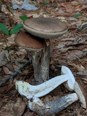 Leccinum snellii