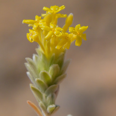 Lasiosiphon polyanthus