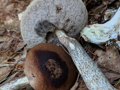 Leccinum snellii
