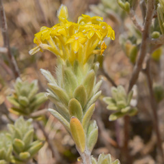 Lasiosiphon polyanthus