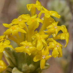 Lasiosiphon polyanthus