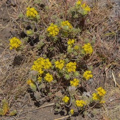 Lasiosiphon polyanthus
