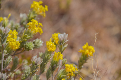 Lasiosiphon polyanthus