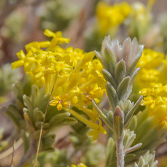 Lasiosiphon polyanthus