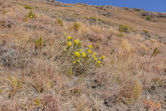 Lasiosiphon polyanthus