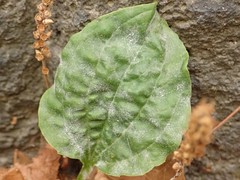 Podosphaera plantaginis