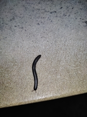 Acanthoiulus fuscipes