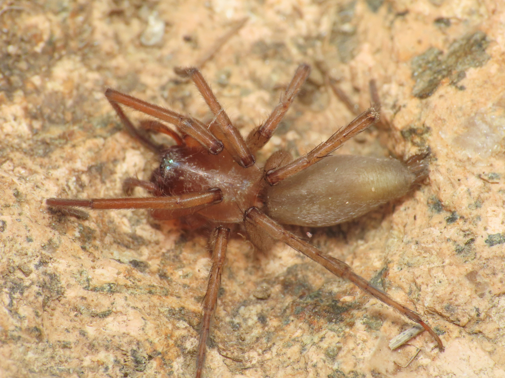 Drassodes lutescens