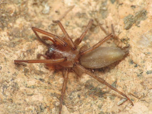 Drassodes lutescens