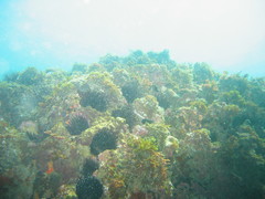 Echinostrephus aciculatus