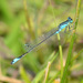 Blue-tailed Damselfly - Photo (c) olegglushenkov, some rights reserved (CC BY-NC)