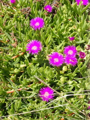Carpobrotus deliciosus
