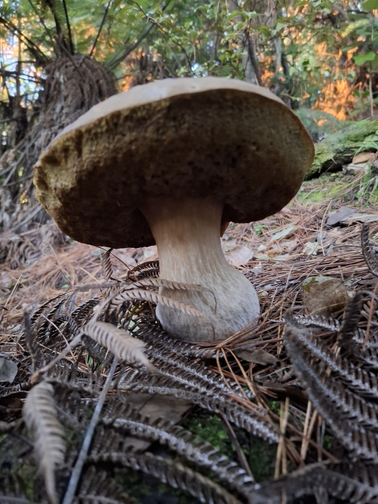 Boletus edulis · May 2025 · photo: © keen2learn (iNaturalist, cc0)