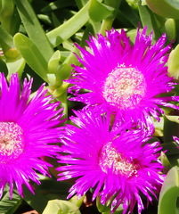 Carpobrotus deliciosus