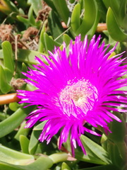Carpobrotus deliciosus