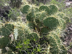 Opuntia chisosensis