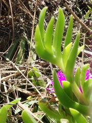 Carpobrotus deliciosus