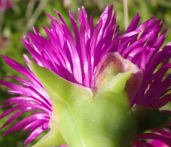 Carpobrotus deliciosus