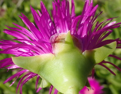 Carpobrotus deliciosus
