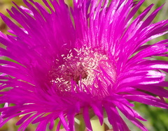 Carpobrotus deliciosus