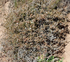 Delosperma inconspicuum
