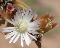 Delosperma inconspicuum