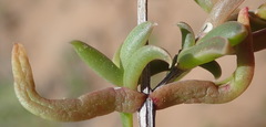 Delosperma inconspicuum