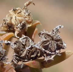 Delosperma inconspicuum