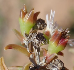 Delosperma inconspicuum