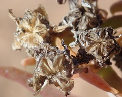 Delosperma inconspicuum