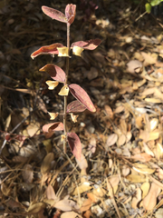 Scutellaria californica