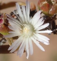 Delosperma inconspicuum