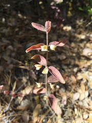 Scutellaria californica