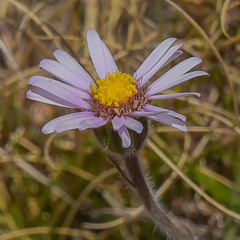 Felicia rosulata
