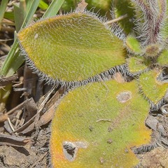 Felicia rosulata