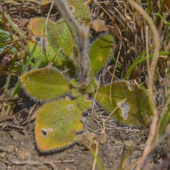 Felicia rosulata