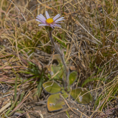 Felicia rosulata