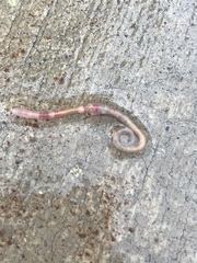 Lumbricus terrestris