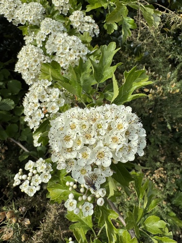 Crataegus pentagyna, photograph 3