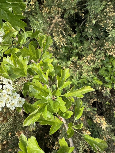 Crataegus pentagyna, photograph 4