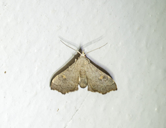 Redectis pygmaea