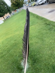 Corvus brachyrhynchos