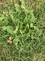 Taraxacum officinale
