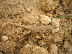 Alsophylax pipiens