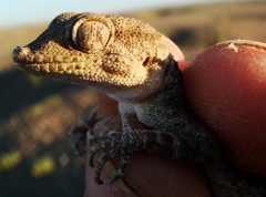 Tenuidactylus elongatus
