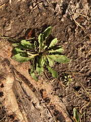 Taraxacum officinale
